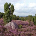 Lüneburger Heide